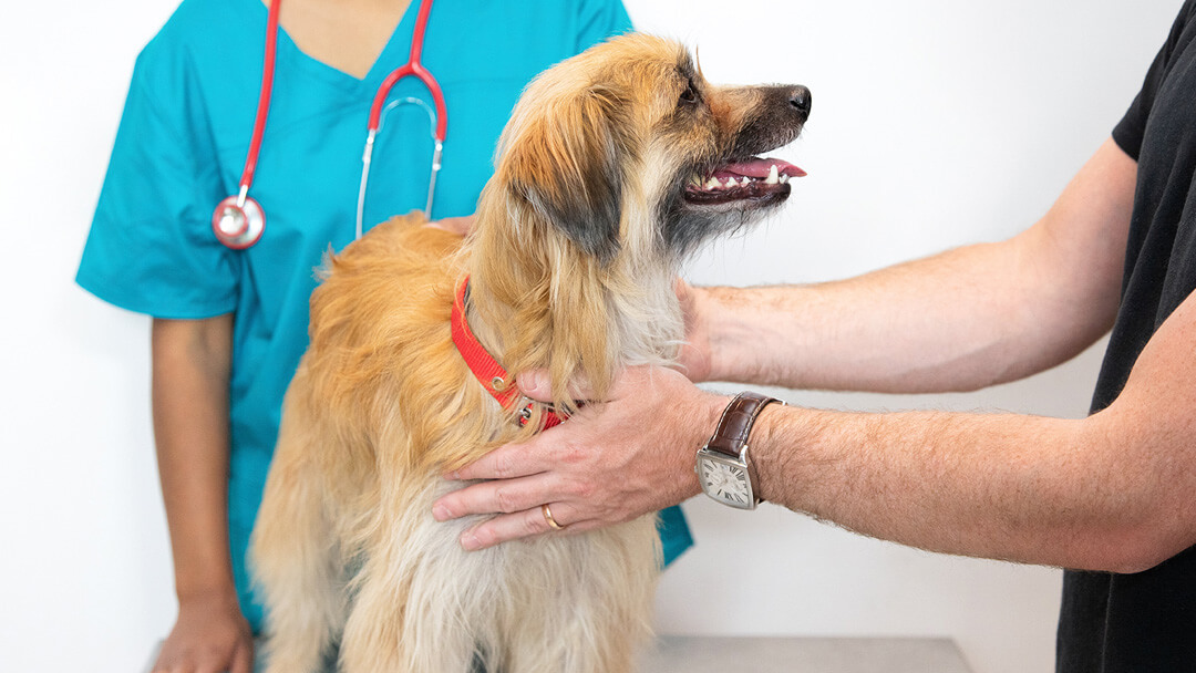 Dogs for store vets near me